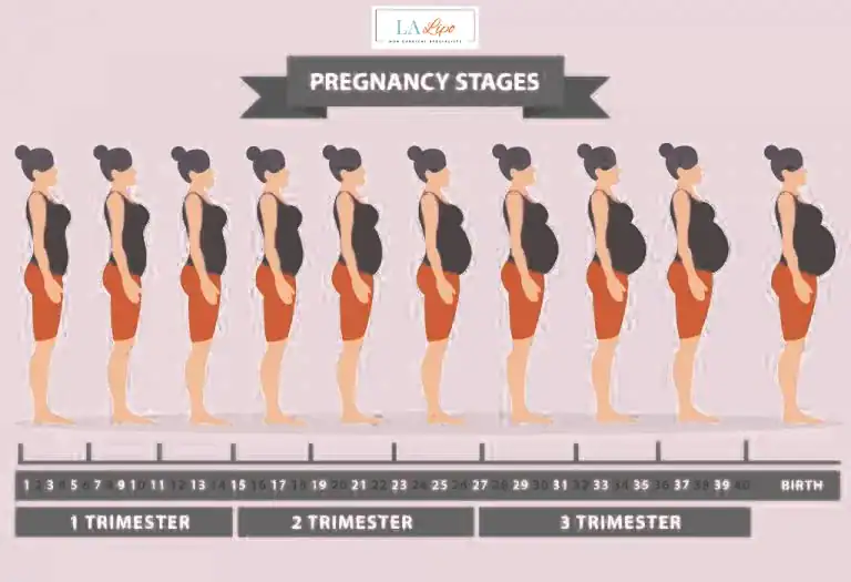 First Trimester (Weeks 1–12): Early Changes You Might Not Notice Kensington